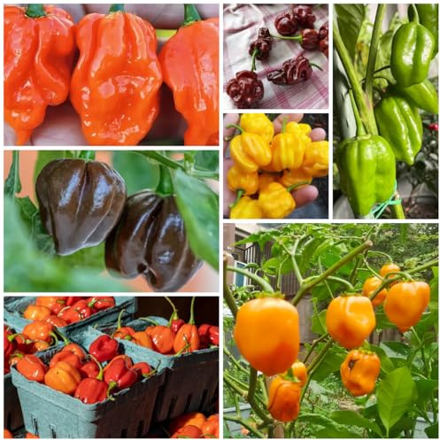 Comprar semillas de habanero Las de jardín perennes resistentes, chile, orgánicas, 50pcs
