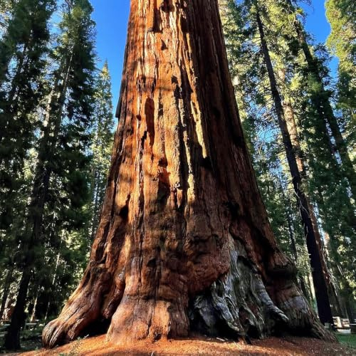 Semi di sequoia gigante - vecchie varietà giardino roccioso 30pcs