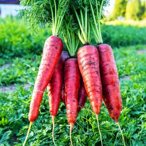 PREMIER SEEDS DIRECT - Atomic Red Heirloom Carrot Seeds, Approx 1350 Seeds