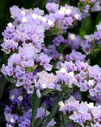 STATICE PACIFIC LAVANDA NR.100 SEMI