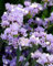 STATICE PACIFIC LAVANDA NR.100 SEMI