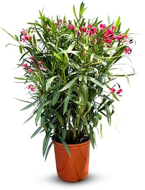 Sunny Tree - Planta - Adelfa - Adelfa Nerium - Color Rojo - Altura 140-160 cm - Planta para exteriores - Hojas perennes en invierno - Planta mediterránea