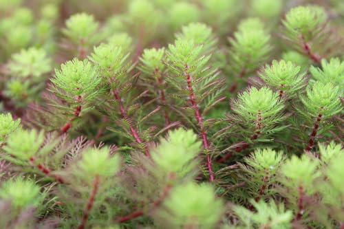 WASSERPFLANZEN WOLFF - 3er Set Myriophyllum hippuroides - Tausendblatt - wasserreinigend - durchwurzelte Pflanzen! TRIO für harmonisches & natürlich wirkendes Gesamtbild QUALITÄTSSTAUDEN in 9er Töpfen