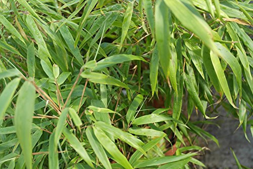 Fargesia murieliae 'Rufa' - Bamboo x 3 Clumps