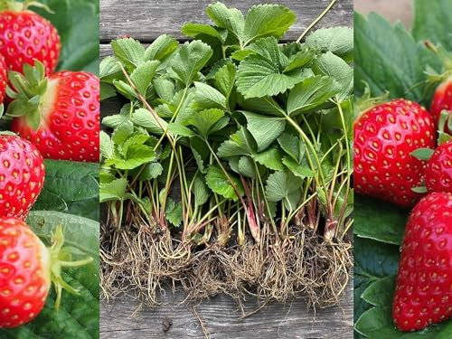 Carbeth Plants 12 x Strawberry Cambridge Favourite Bare Root Plants - Grow Your Own Strawberries - Bare Root Strawberry Runners Fruit Plant Regular Packaging Contain Plastic