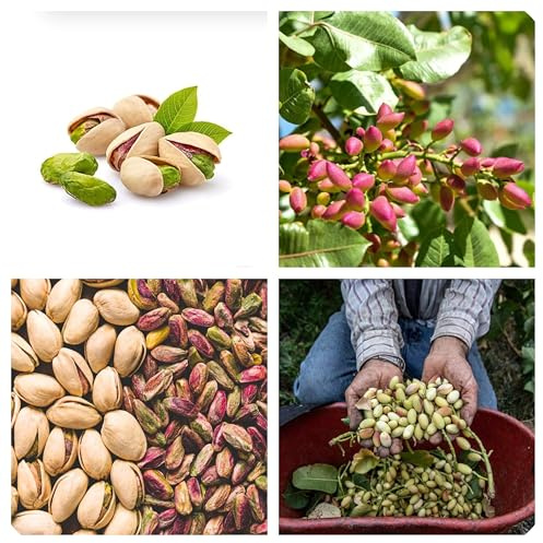 Semi pianta del Pistacchio Premium, Ricchi di Vitamine, Non OGM pistachio plant seeds