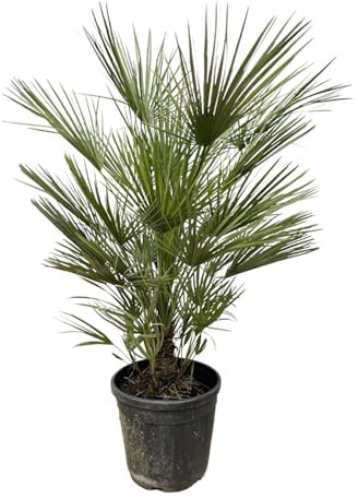 Trendyplants - Chamaerops Humilis Strauch - Höhe 160-180 cm - Europäische Zwergpalme - Winterhart - Gartenpflanze - Topfgröße Ø24cm