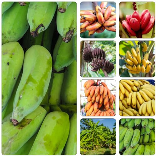 bananensamen bonsai bäumchen kaufen säulenobst pflanzendeko bananen balkon deko säulenobstbäume dekopflanzen winterharte stauden mehrjährig biosaatgut baumsamen spalierobst 100samen