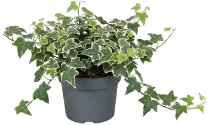 Hiedra común variegada Hedera Helix Variegata Planta Viva DECOALIVE para Ambientes Luminosos Maceta 13 cm de Diámetro Planta 25 cm