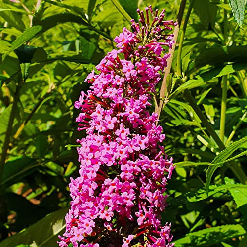 Budleia David Pink Delight 2L Pflanze für Anfänger und professionelle Gärtner - Ideal für Kleingarten, Garten - Schöne Pflanze mit ungewöhnlichen Blüten - Genießen Sie jeden Tag ihre Farben