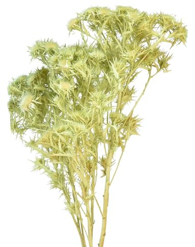 Trockendeko Wilde Distel Hellgrün 85g - Trockenblumen, Dekoration, künstliche Blüten