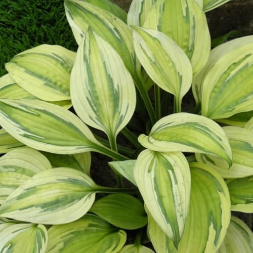 [HGJKYTFCDG] - Hosta Tubérculos Resistentes - Hosta Rizoma para Jardín,Ideal para plantar-4Tubérculos-B