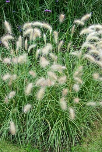 Pennisetum alopecuroides 'Herbstfreude' – Winterhart, Mehrjährig, Pflegeleicht – Lampenputzergras – Ziergras für Beet & Rabatte