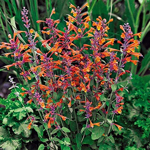 25 Semi Agastache Aurantiaca Semi, Tango Hummingbird Menta: Semi