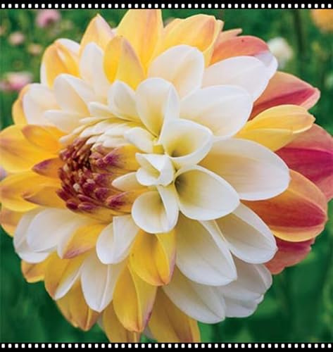 Mehrjährige Blumenzwiebel ist winterhart, Blumenzwiebel Mix, Winterhart zwiebeln, Winterhart pflanzen, Mysteriöse magische Glühbirne-2 Dahlien knollen