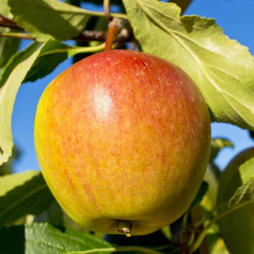 YouGarden - Apple Patio Fruit Tree 'Cox's Orange Pippin' in a 5L Pot 90-110cm Tall Grow Your Own Apple Fruit Tree in Gardens Outdoor - Supplied as 1 Established Apple Tree Ready to Plant Out