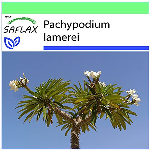 SAFLAX - Palma del Madagascar - 10 semi - Pachypodium lamerei