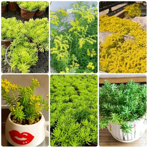 semillas lineales de sedum - jardín cobertura del suelo perennes interior, decoración jardín para exteriores, otoño resistentes, 300pcs