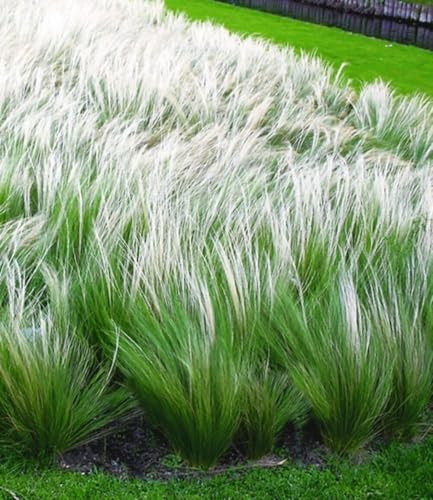 BALDUR Garten 6x Mädchenhaargras Federgras, Pflanzen im 9x9 cm-Topf | Engelshaargras winterhart, Garten-Ziergräser, winterharte Staude, trockenresistent & mehrjährig, blühend, Stipa borysthenica