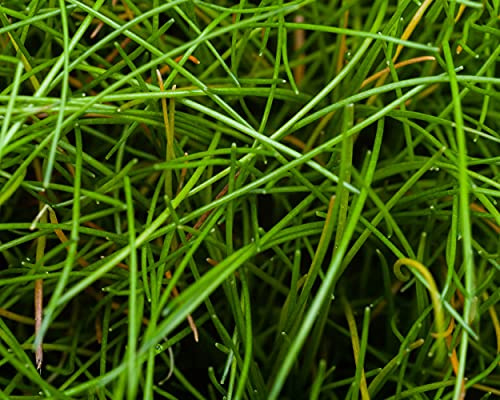 Mini Nadelsimse/Eleocharis parvula Mini - NatureHolic In-Vitro Aquarium Pflanze
