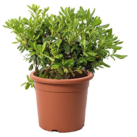 KENTIS - Pittosporum Tobira Nanum - Pitosforo Nano - Piante Vere da Siepe da Giardino - Pianta da Esterni Perenne - H 30/40 cm Vaso Ø 18 cm