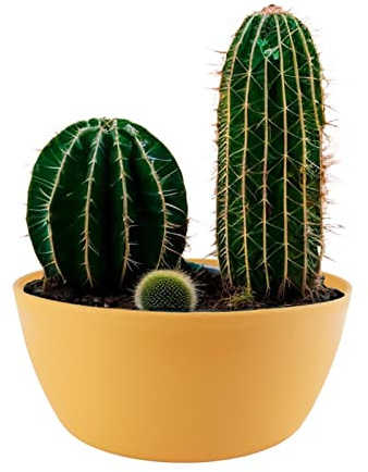 ECOMACETAS FLOWERPOT STORE Maceta Redonda Baja Amarilla, 25 cm x 12 cm, Ideal para Cactus, Suculentas, Crasas o Bonsai, Resistente a Manchas de Agua y Tierra, both