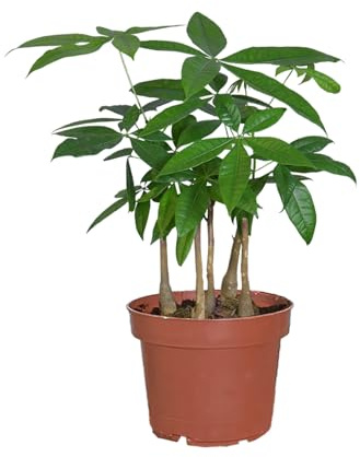 Glückskastanie mit mehreren Stämmen | Pachira aquatica Pflanze im 17cm Topf | Zimmerpflanze ungiftig & pflegeleicht | Glücksbaum frisch aus der Gärtnerei | ca. 50–60 cm hoch | Green Me Up