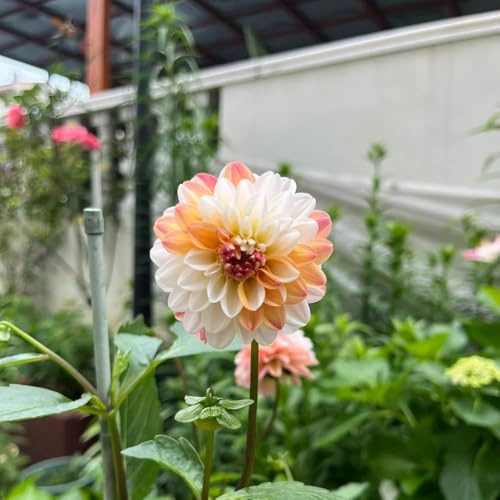 dalia tuberi resistente - balcone decorazione giardino esterno 8pcs