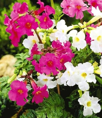 BALDUR Garten 6er Incarvillea' Blüten-Mix Freilandgloxinie, im 9x9 cm-Topf | winterharte Stauden Pflanzen , mehrjährig, pflegeleicht, für Standort im Schatten geeignet, blühend, Incarvillea delavayi