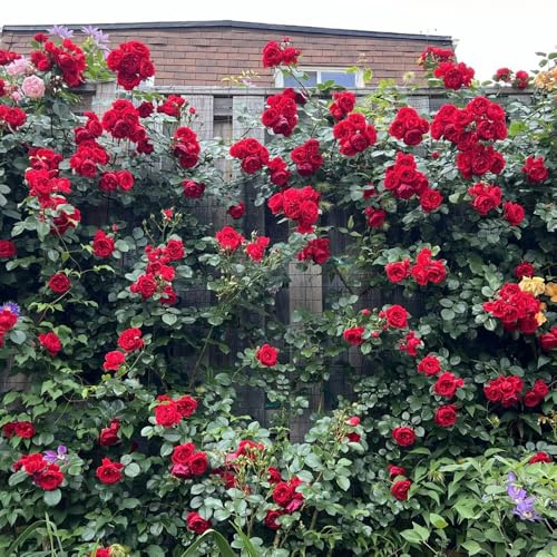 semillas de rosal - semillas de jardín resistentes resistentes jardines rocas Parterre variedades antiguas verano trepadoras ornamentales 75pcs