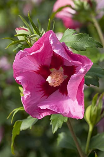 Hibiscus syriacus 'Pink Giant' 60–80 cm – Winterhart, Mehrjährig, Pflegeleicht – Gartenhibiskus – Heckenpflanze für Garten & Sichtschutz