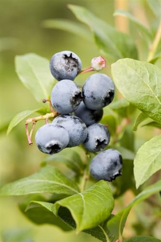 Heidelbeere Vaccinium corymbosum Goldtraube 30-40 cm Strauch winterhart