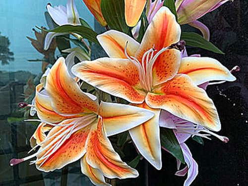 Lilienzwiebeln, Winterhart MehrjäHrig,Blumenzwiebeln,Temperament,Riesenlilien Baumlilien，Frische Luft,Gartenpflanzen-10zwiebeln-G