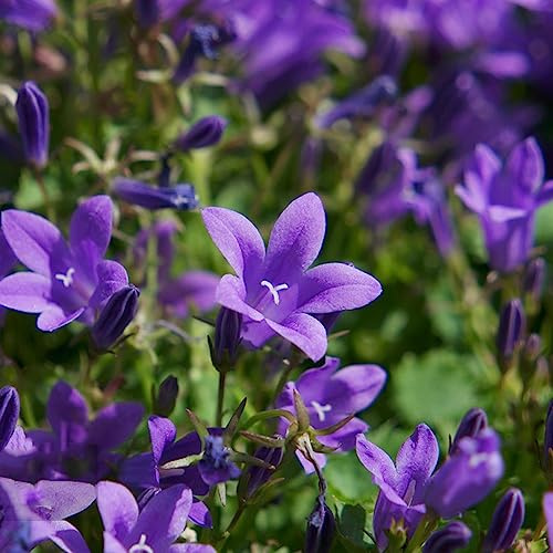 campanula, campanule - semi di per balcone balcone in vaso Arredamento del soggiorno con rialzata rampicanti, giardino 850semi