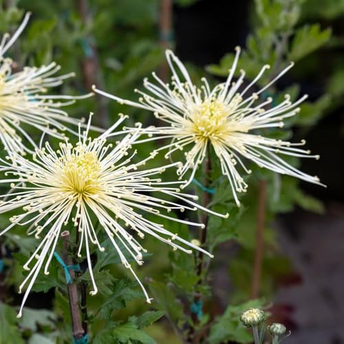 semi di crisantemo - tappezzanti resistenti giardino rare balcone terreno esterno 1000pcs