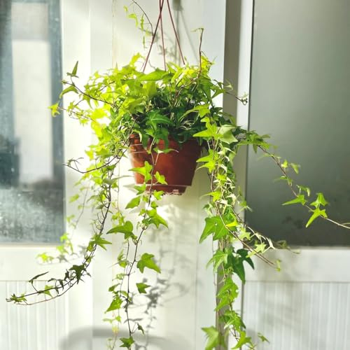efeu pflanze samen - winterharte pflanzen für garten Ivy Vines efeutute hängend samen, pflanzen wand, balkon deko bonsai samen, winterharte kübelpflanzen gartenpflanzen lianen 30pcs