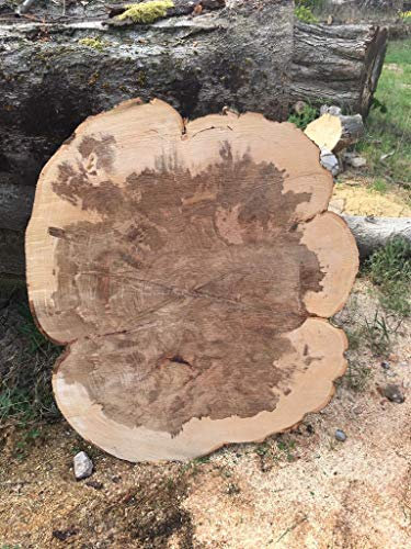 KJR Holzmanufaktur Baumscheibe, Holzscheibe, ca.110x80x5cm Tischplatte, Buche