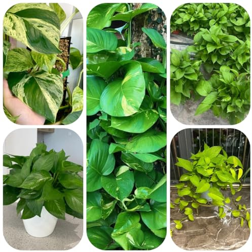Planta de interior Pothos - semillas semillas de hierbas Plantas en maceta resistentes al aire libre plantas oficina hierbas decoración vegetal hiedra colgante macetas jardín con en 600pcs