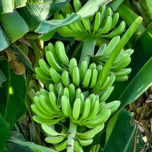 semi resistenti di banano, banana - sospese colonnare fresca decorazione da giardino 100pcs