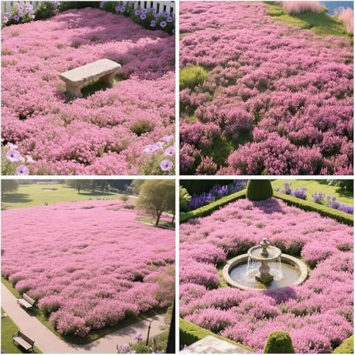 20000+ Timo Strisciante rosa per piantare all'aperto, giardino, Per la copertura del prato