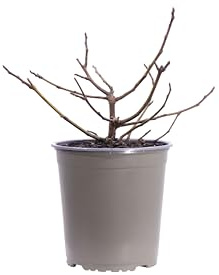 eGarden.store - Pianta vera di Ficus Carica Little Miss Figgy o Fico Nano | Altezza: 25 cm - Diametro vaso: 19 cm | Pianta nana autoferile ottima fruttificazione da coltivare all'esterno