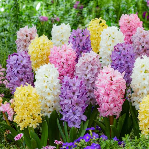 FLORIUM - Hyazinthen Sanfte Palette Kollektion (15 Zwiebeln), Duftende Mehrjährige Mischung | 3 Sorten/Farben | Winterhart Blumenzwiebeln aus Holland für Garten, Bringen Duft und Farbe (kein Samen)