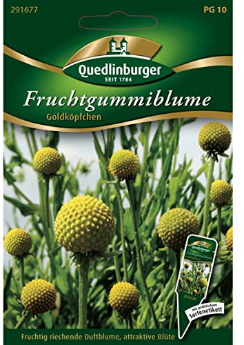 Fruchtgummiblume, Cephalaphora aromatica, ca. 25-30 Samen