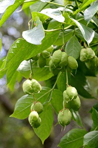 Gemeine Pimpernuss Staphylea pinnata Pflanze 25-30cm Klappernuss Nussbaum