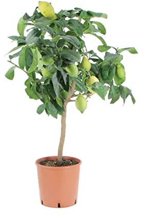 KENTIS - Plante de Citron - Citrus Limon - Vraies Plantes d'Agrumes - Arbres Fruitiers de Jardin de Balcon - Plante Fruitière Décoratives d'Extérieur - H 70-80 cm Pot de Ø 20 cm
