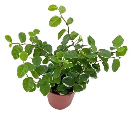 Ficus Pumila Natural Planta Resistente para Interior o Exterior con Hojas Colgantes