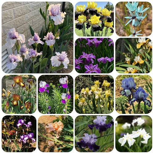 iris Coltivare da giardino sul balcone iris per gli amanti del giardino selvatici da balcone bulboto decorazioni per esterni, 8bulbi