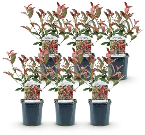 GreenboutiQ - Plantes de haie - Photinia fraseri Carre Rouge - vert rouge - 6 plantes - 1 mètre linéaire - persistant - pot 17cm hauteur 55cm