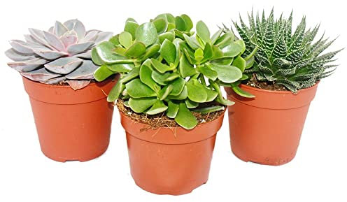 Exotenherz - 3er Set Sukkulenten - 3 verschiedene Pflanzen im 12cm Topf