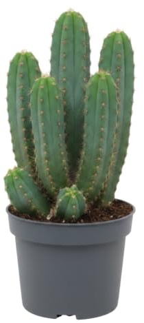 DECOALIVE Myrtillocactus Geometrizans Cactus Garambullo Maceta de 10 cm Altura 15-20 cm Planta Natural para Regalo Original